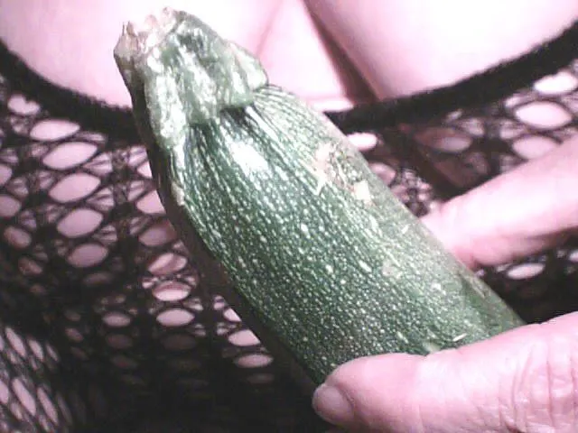 ZUCCHINI Nr. im stehen bei totaler Nahaufnahme