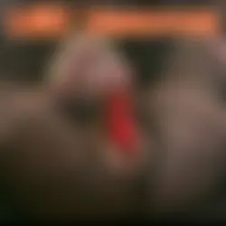 LED Vibrator