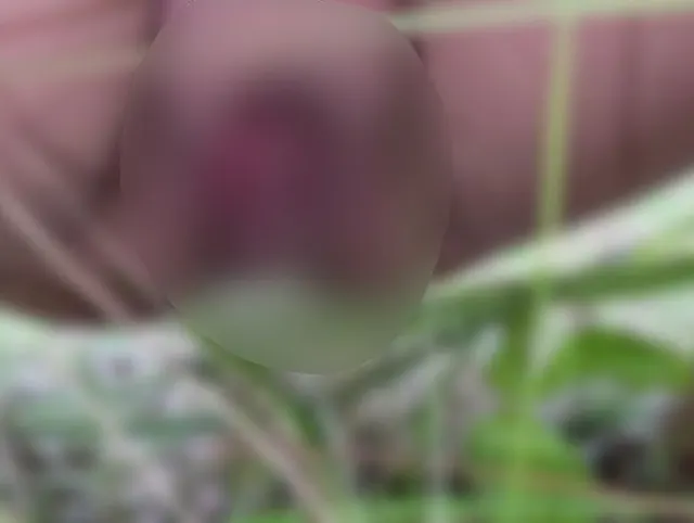Heiße MILF pisst in der Natur. goldener Regen